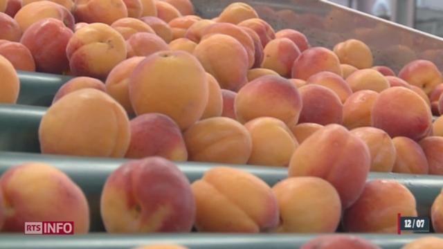 VS: c'est le début de la saison des abricots