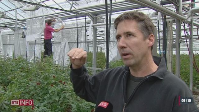 Un producteur de fleurs romand est primé par la fondation suisse pour le climat