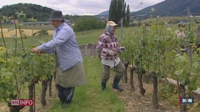 Une grande partie du vignoble romand a été ravagée par la grêle