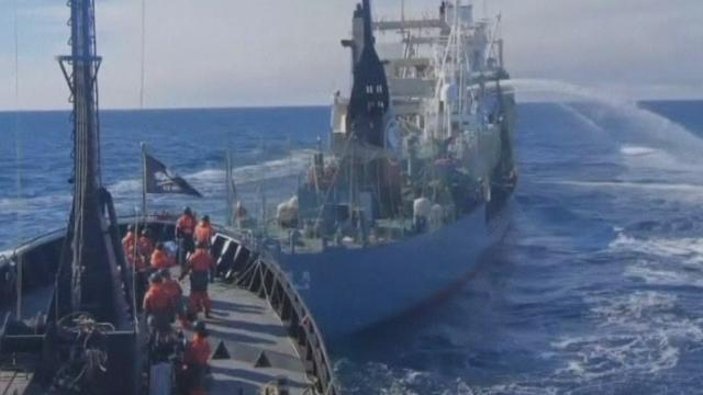 Un bateau écologiste affronte un baleinier japonais