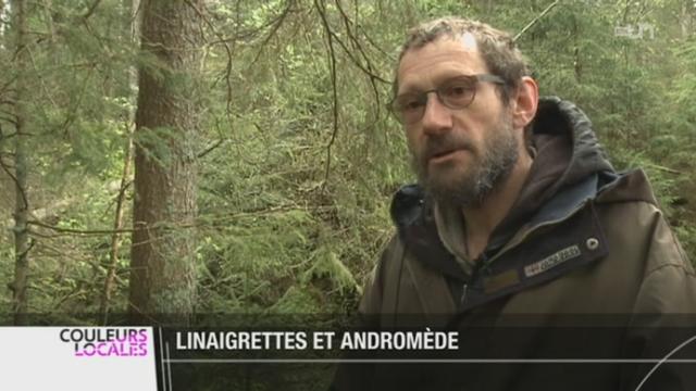 JU: la tourbière de l'étang de la Gruère doit subir un projet de revitalisation