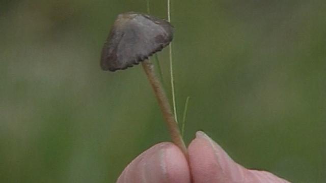 Psilocybe, un champignon aux vertus particulières. [RTS]