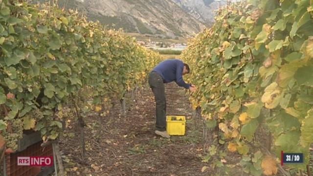 La cave Provins décroche le titre de meilleur vigneron suisse