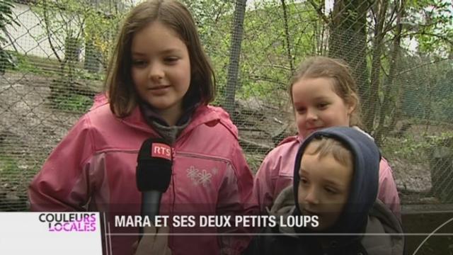 VD: deux petits louveteaux viennent de voir le jour au zoo de la Garenne