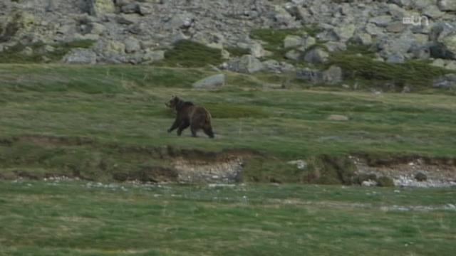 Les Grisons aimeraient que les ours soient tirés avant leur arrivée en Suisse. [dr]
