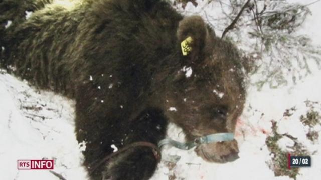 L'ours M-13 a été abattu moins d'une année après son arrivée en Suisse