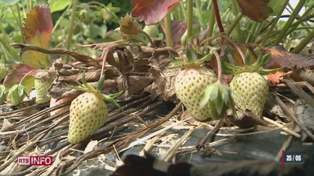 Printemps hivernal: les maraîchers de Suisse romandes sont en difficultés