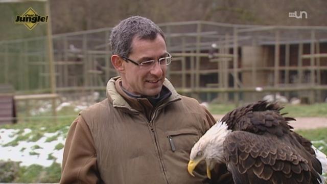 Sherkan, l'aigle mascotte