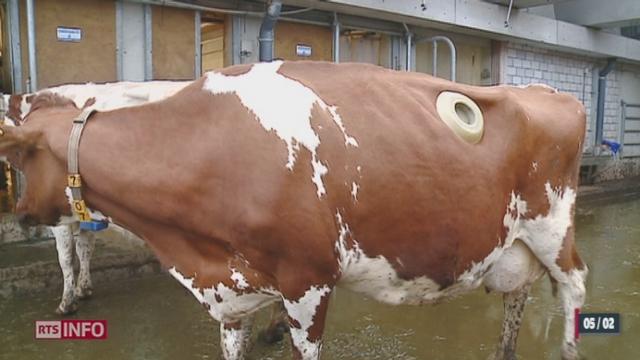 Certaines vaches sont équipées d'un hublot permettant d'observer leur digestion