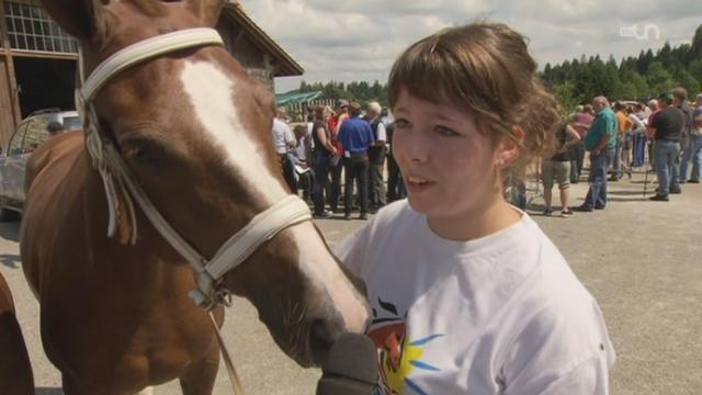 JU - Saignelégier:un marché-concours expose les chevaux Franches-Montagnes
