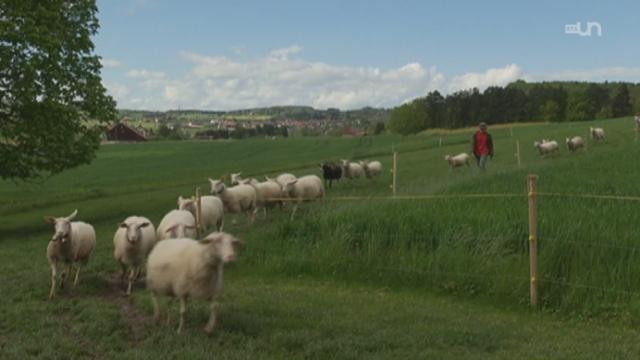 Les "glaces terroir" au lait de brebis