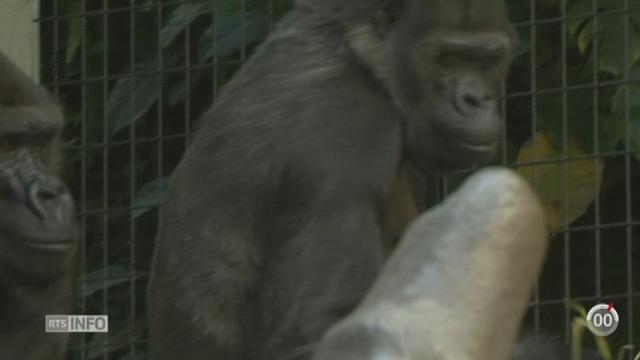 Zoo de Bâle: Goma, la femelle gorille fête ses 55 ans