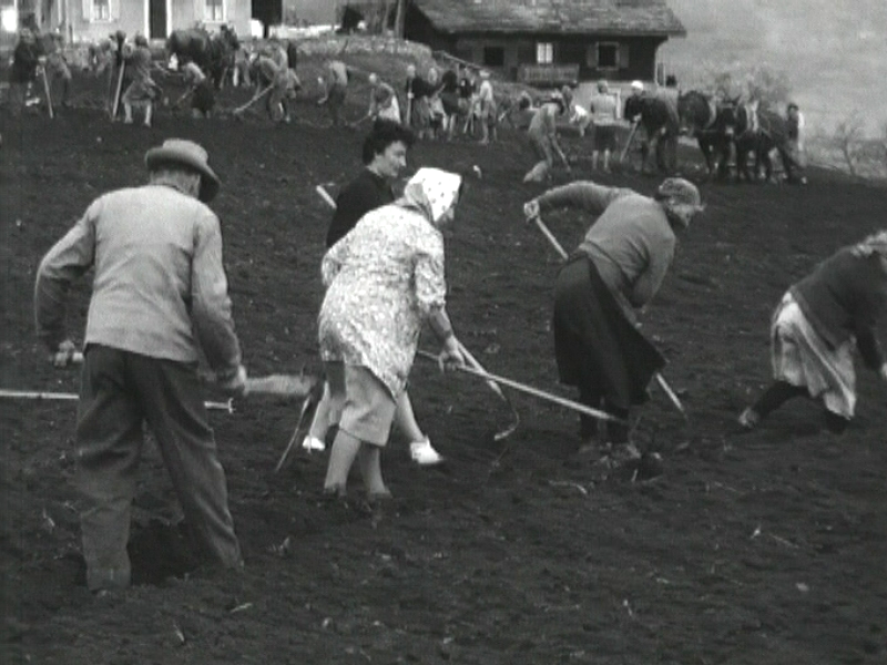 Labours communautaires au Levron en Valais en 1964. [RTS]