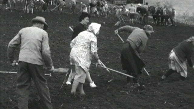 Labours communautaires au Levron en Valais en 1964. [RTS]