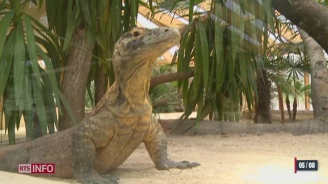 VD: le Tropiquarium de Servion héberge des varans de Komodo