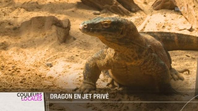 VD: un dragon de Komodo est arrivé au vivarium de Lausanne