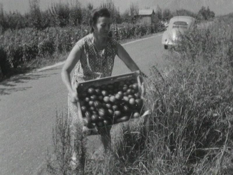 La guerre des tomates [RTS]