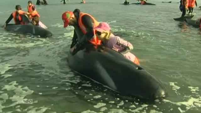 Au secours de baleines échouées en Nouvelle-Zélande