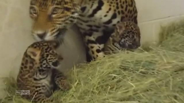 Naissances de jaguars dans un zoo californien