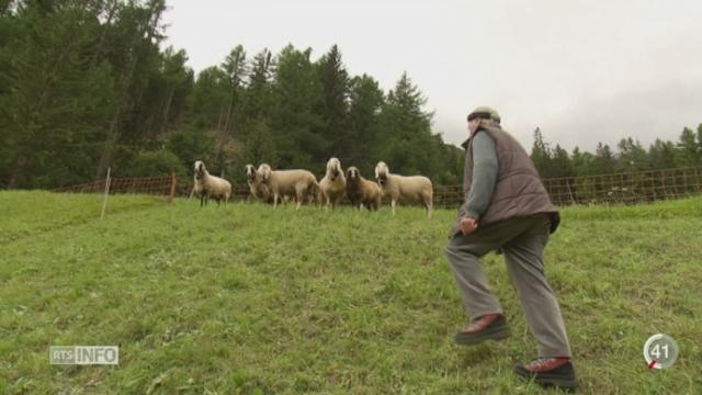 VS: 103 moutons ont disparu d'un troupeau qui en comptait 350