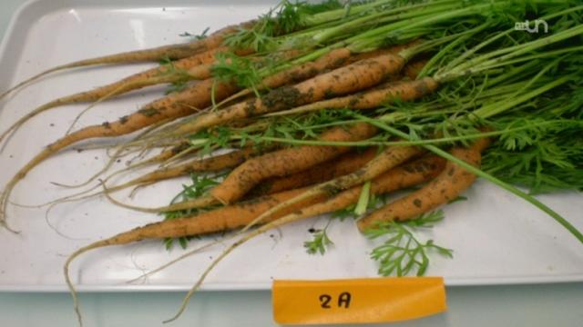 Les paniers de légumes: Le test