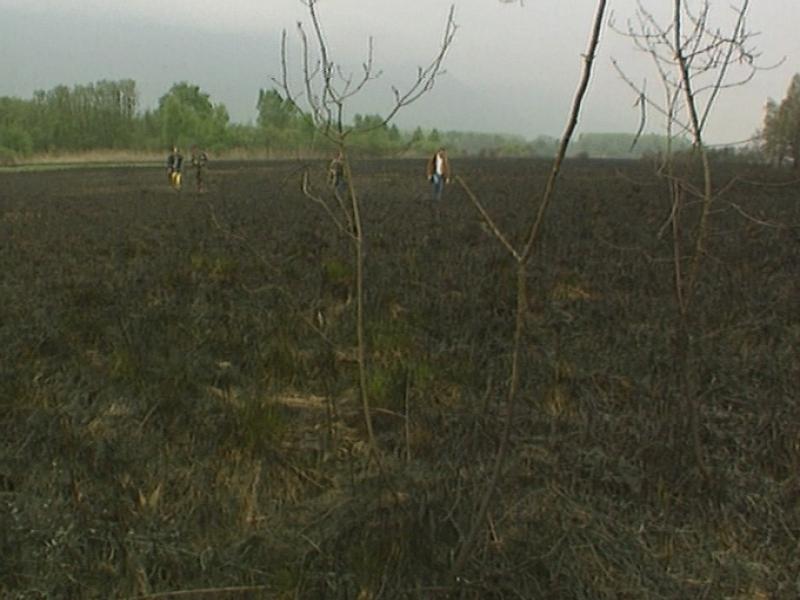 Incendie à la réserve naturelle des Grangettes en 1992. [TSR]