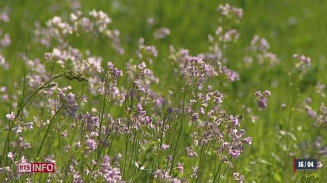 Plus d'un million de Suisses seraient concernés par les allergies au pollen