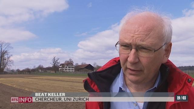Les essais d'OGM en plein air reprennent près de Zurich