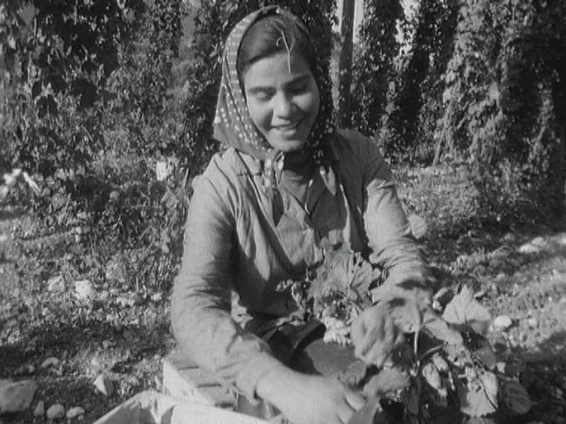 Cueillette du houblon en Valais en 1964. [RTS]