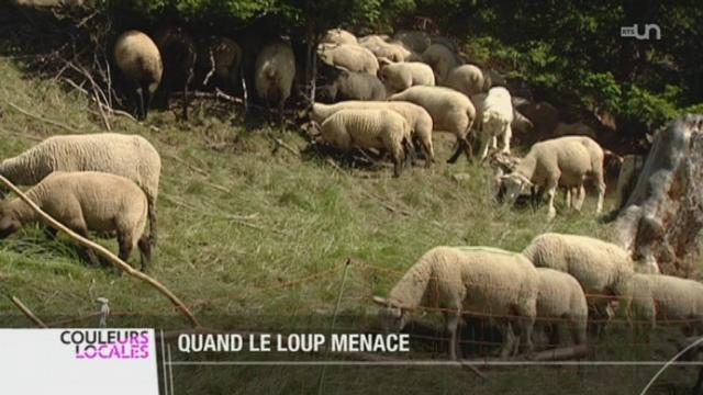 VS: les troupeaux de moutons vont être mieux protégés