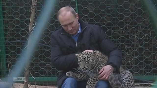 Vladimir Poutine caresse un léopard à Sotchi