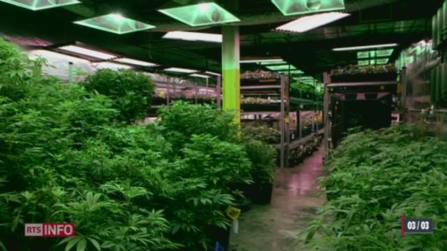 Etats-Unis: l'achat et la consommation de cannabis légalisées dans l'Etat du Colorado