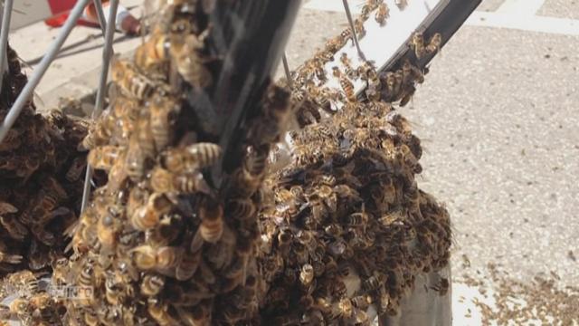 Un essaim d'abeilles s'est formé sur un vélo à Genève