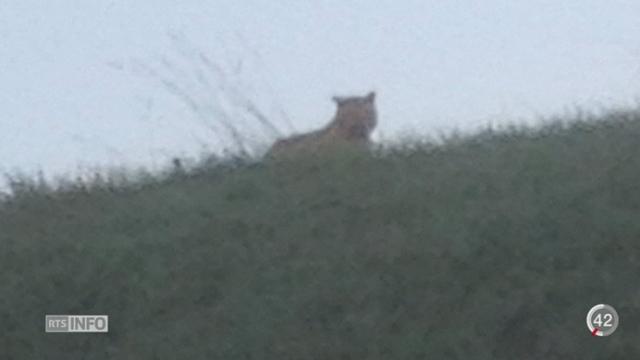 Le tigre aperçu dans les environs de Paris ne serait qu'un gros chat sauvage