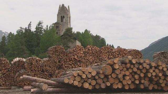 La forêt avance