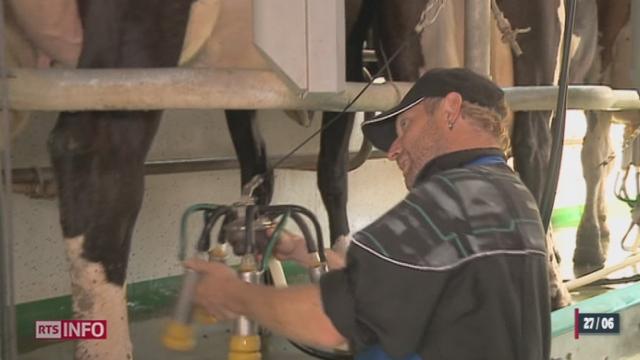 Les éleveurs laitiers sont à la peine à cause d'une nouvelle chute du prix du lait