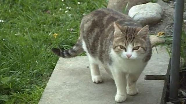 Chat errant d'un quartier de Genève en 1992. [RTS]