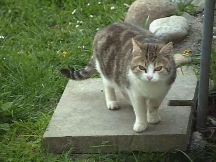 Chat errant d'un quartier de Genève en 1992. [RTS]