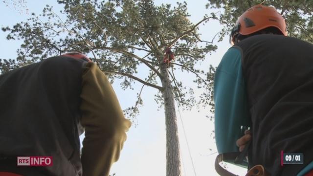 NE: le stress et la pollution semblent affecter les arbres