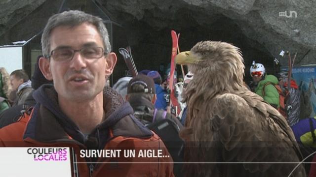 Un passionné veut réintroduire une espèce d'aigle en Suisse