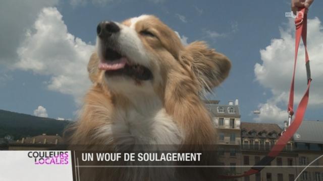 NE: le Grand Conseil a refusé la nouvelle loi sur les chiens