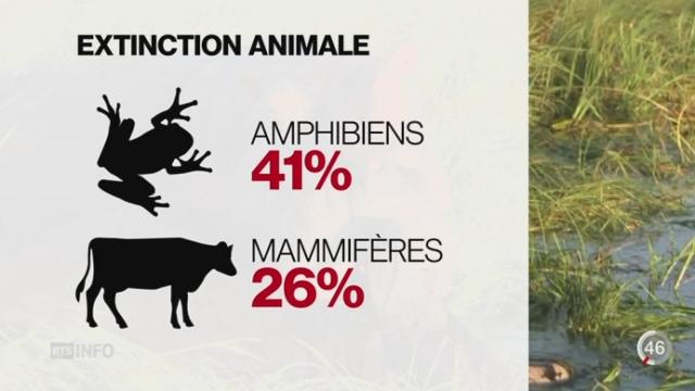 Biodiversité: l'homme se rend responsable de l'extinction de milliers d'espèces animales
