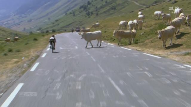 11e étape (Pau - Cauterets - Vallée de Saint-Savin): des vaches traversent la route du Tour alors que des coureurs approchent