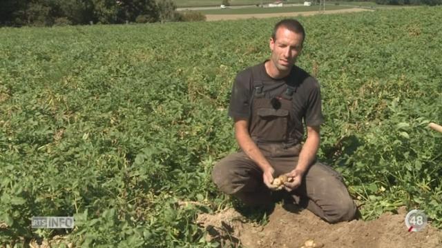 La récolte de pommes de terre s’annonce mauvaise à cause de la sécheresse et la chaleur