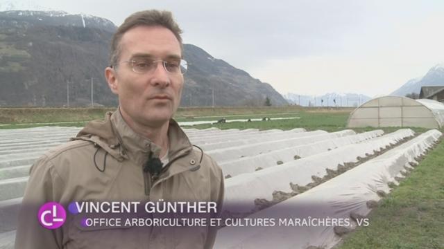 L'interprofession des fruits et légumes du Valais veut faire de l'asperge un produit d'appellation d'origine protégée