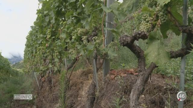 Les viticulteurs prennent des mesures pour s'adapter au réchauffement climatique