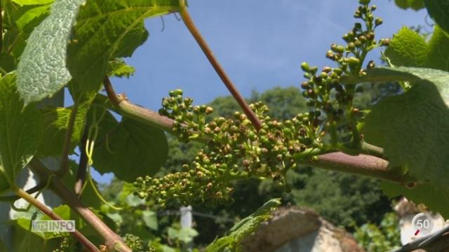 Les vignerons suisses s’inquiètent face à la déformation de la plupart des vignes