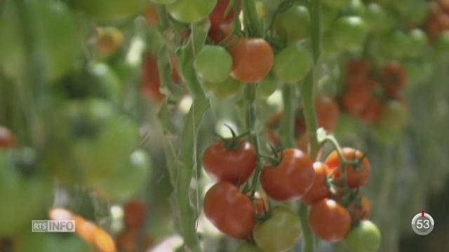 GE: les tomates sont arrivées plus tôt que prévu sur les étals à cause de la canicule