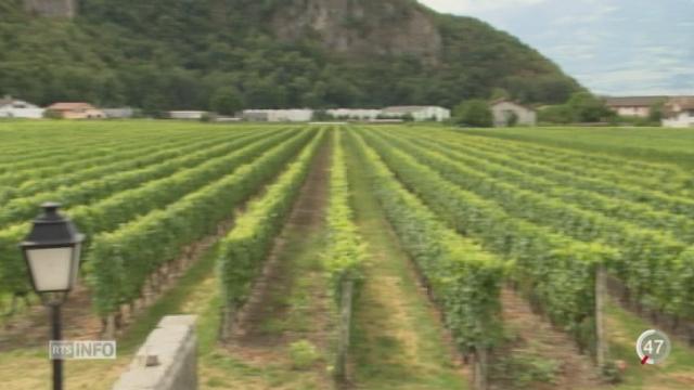 VD: les fongicides de l’entreprise Bayer ont causé d’importants dégâts dans les vignes