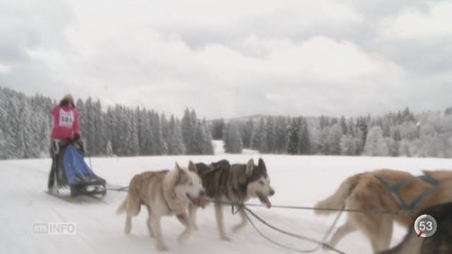 Beau succès pour la course de chiens de traîneaux à Saignelégier (JU)